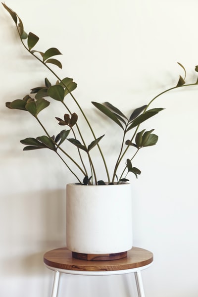 白色陶瓷壶上的绿色植物